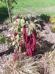 Amaranthus caudatus