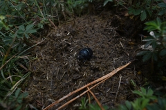 Onthotrupes nebularum