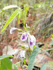 Clitoria