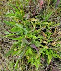 Leontodon saxatilis saxatilis