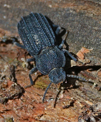 Nyctoporis carinata