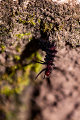Gymnelia