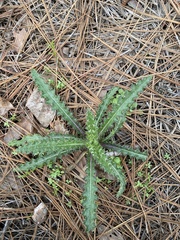 Cirsium repandum