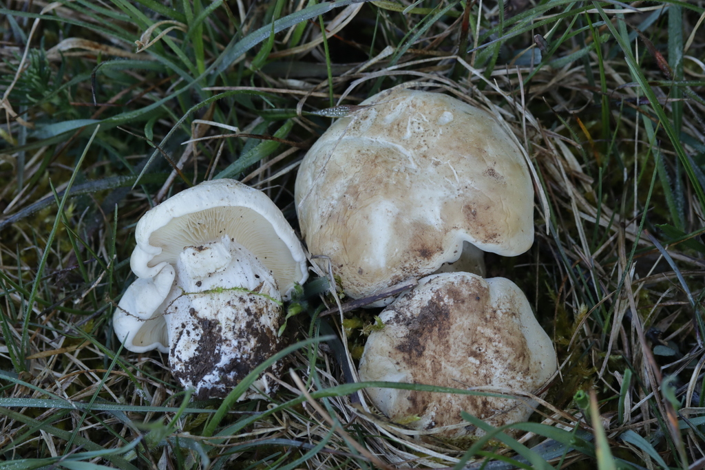 Calocybe gambosa · April 2026 · photo: © bjoerns (iNaturalist, cc-by)