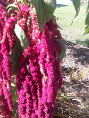 Amaranthus caudatus