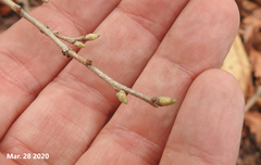 Symplocos paniculata