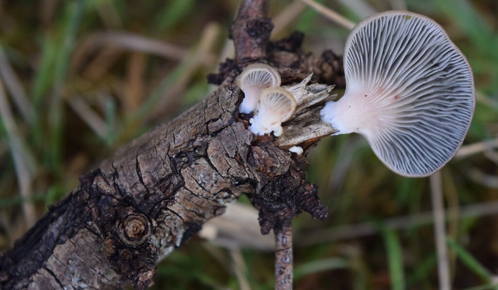 Scytinotus longinquus · April 2026 · photo: © davidwhyte (iNaturalist, cc-by-sa)