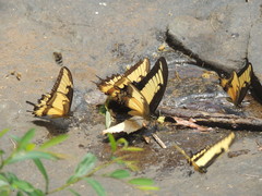 Heraclides androgeus