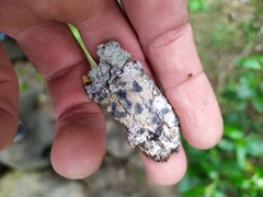 Phaeographis intricans