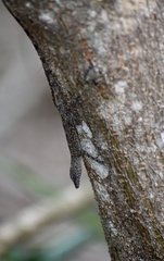 Anolis argenteolus