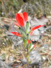 Castilleja nervata