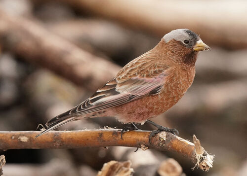 Grey-crowned Rosy Finch (Leucosticte tephrocotis), photo 4