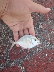 Imposter Trevally photo 5