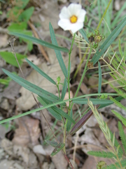 Sida linifolia