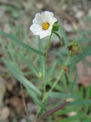 Sida linifolia