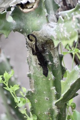Anolis homolechis