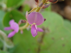 Desmodium sericophyllum