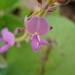 Desmodium sericophyllum - Photo (c) Victor Quintero F., some rights reserved (CC BY-NC), uploaded by Victor Quintero F.