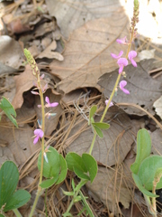 Desmodium sericophyllum