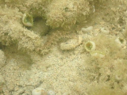 Pseudosquilla observed 2026-04-26
