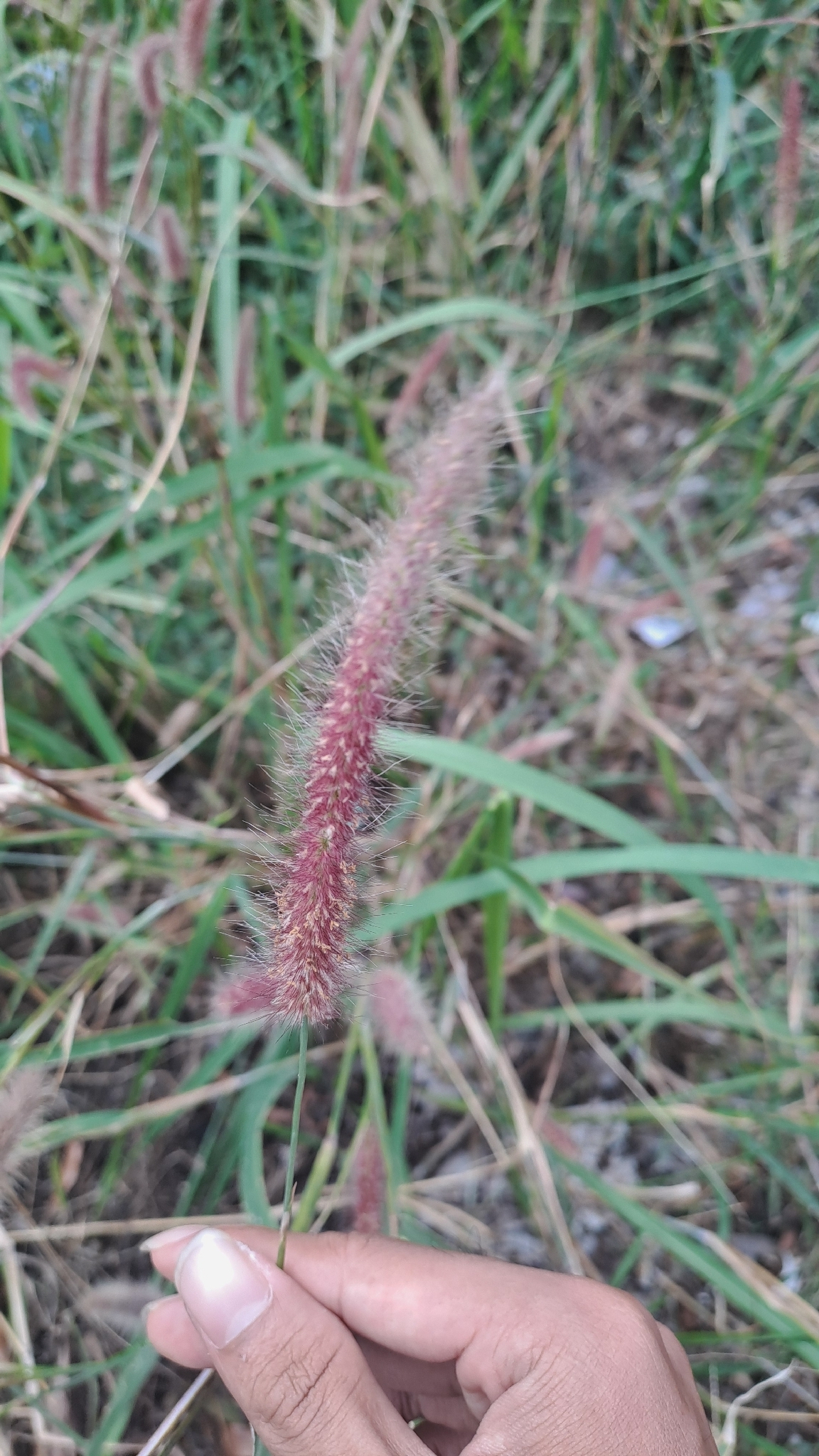 Cenchrus setosus (Cenchrus setosus)