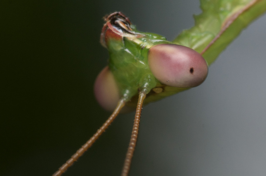 False Garden Mantis