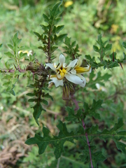 Solanum grayi