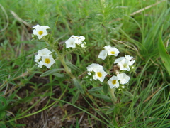 Euploca foliosissima