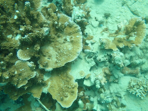 Montipora capitata observed 2026-04-26