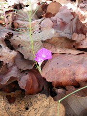 Ipomoea capillacea