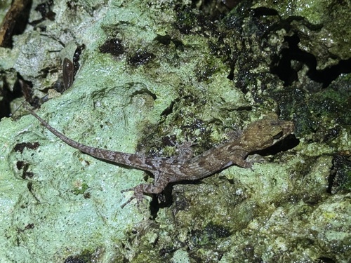Nactus pelagicus observed 2026-04-26