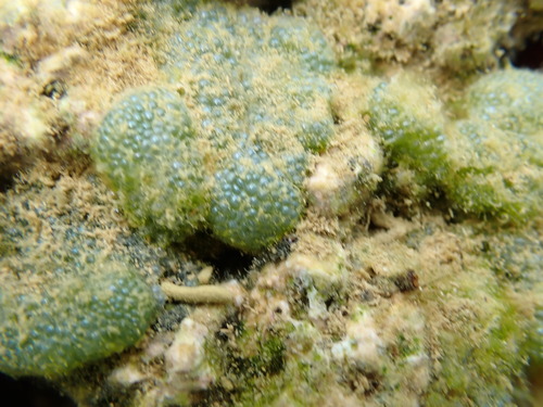Dictyosphaeria versluysii observed 2026-04-26