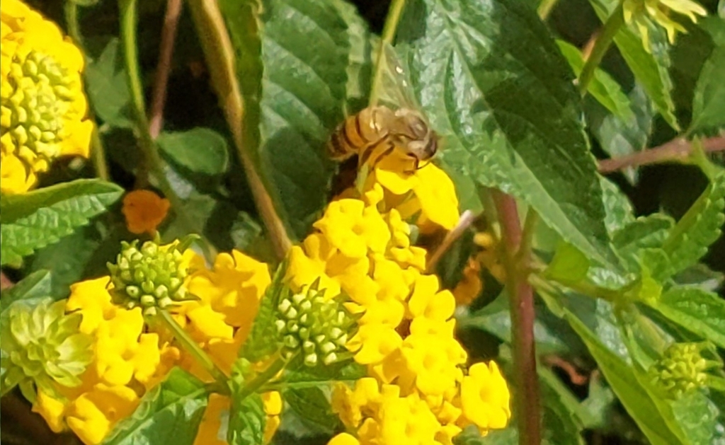 Western Honey Bee from La Alborada, Pueblo Libre 15088, Perú on April ...