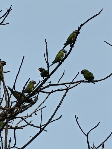 Red-breasted Parakeet