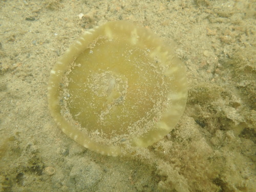 Cassiopea, 2026-04-26