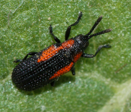Microrhopala rubrolineata photo 5