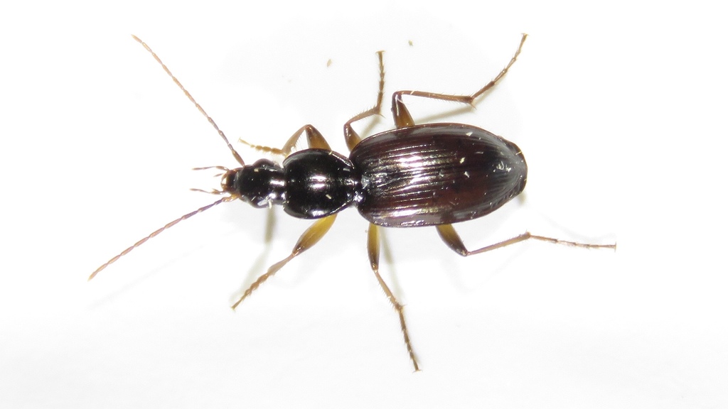 Gracious Ground Beetle