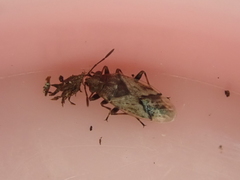 Nysius huttoni