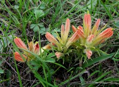 Castilleja moranensis