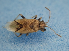 Nysius huttoni