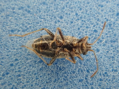 Nysius huttoni