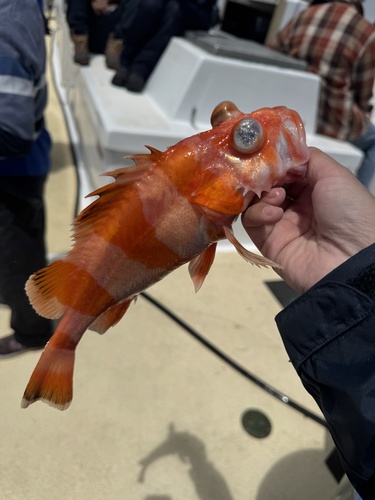 Flag rockfish (Sebastes rubrivinctus) — Sebastidae — 3