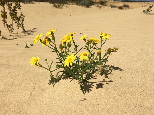 Senecio pinnatifolius, photograph 6