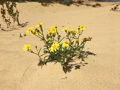 Senecio pinnatifolius, photograph (c) smathichong, some rights reserved (CC BY)