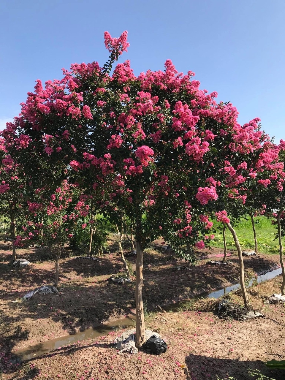 Lagerstroemia indica — ảnh 2