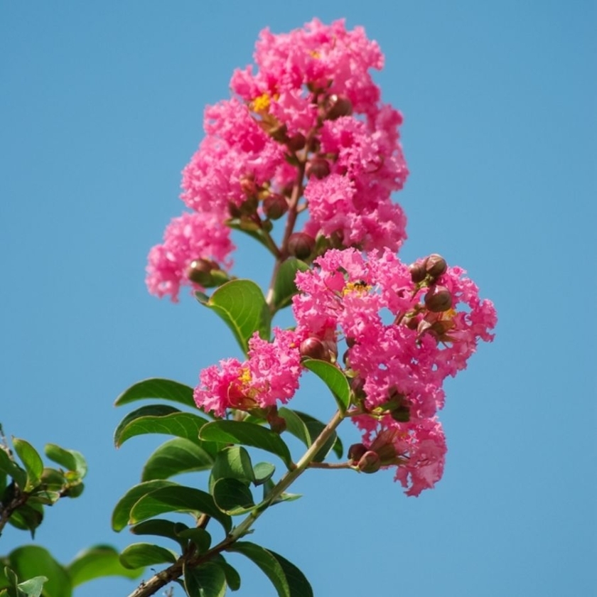 Lagerstroemia indica — ảnh 3