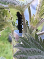 Polygonia satyrus