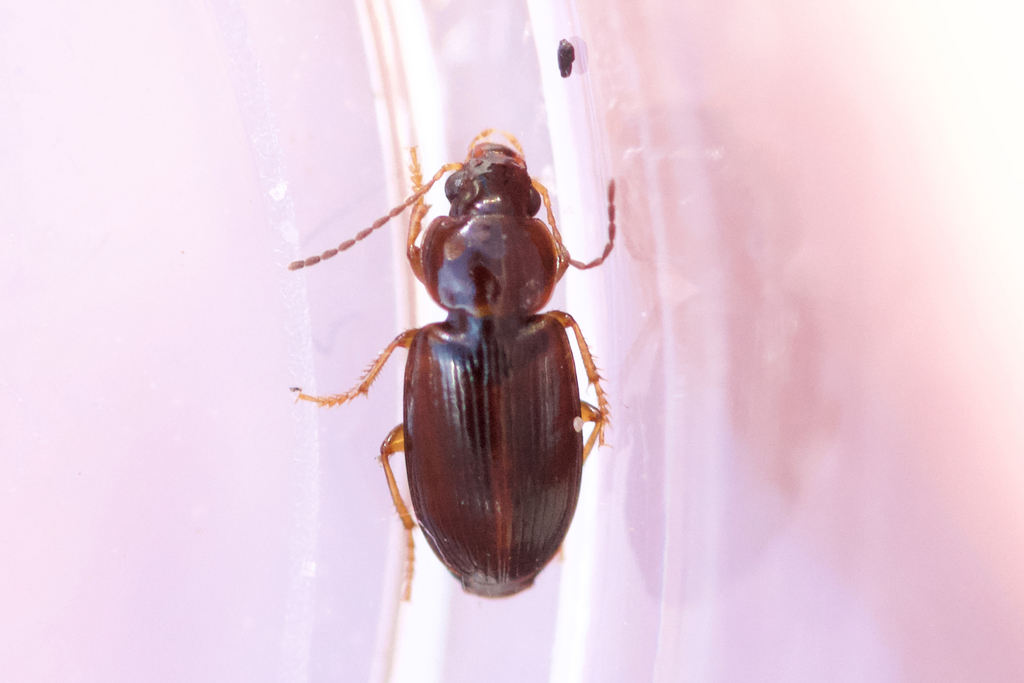 Adjoining Harp Ground Beetle