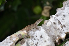 Anolis homolechis