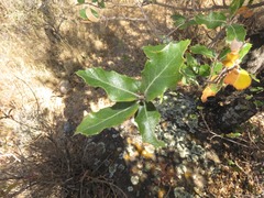 Quercus eduardii
